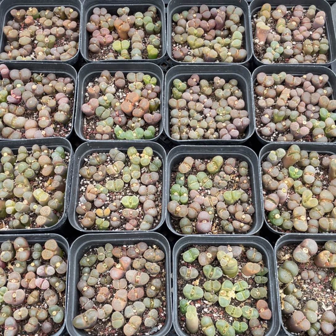 大盆风铃母本特价可挑
