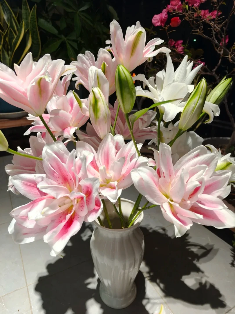 【源头优选】火星之约香水百合云南直发鲜花家居水养插花鲜切花