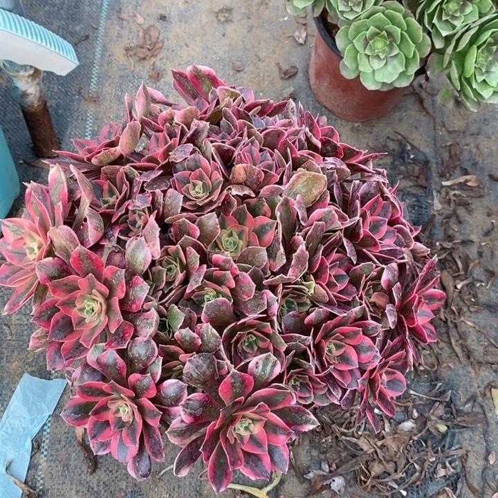 女妖12多肉植物法师的