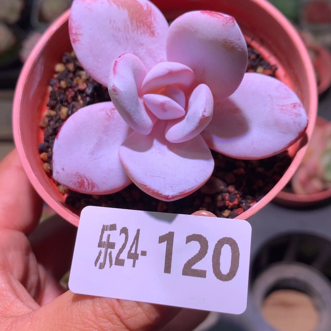 乐然24-120 粉雪莲