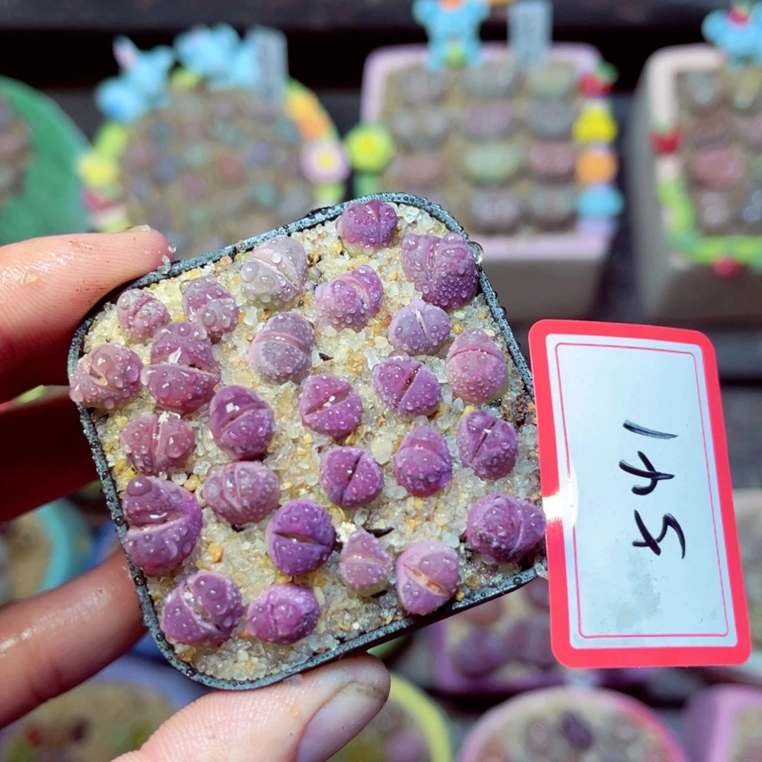 541生石花带盆发1