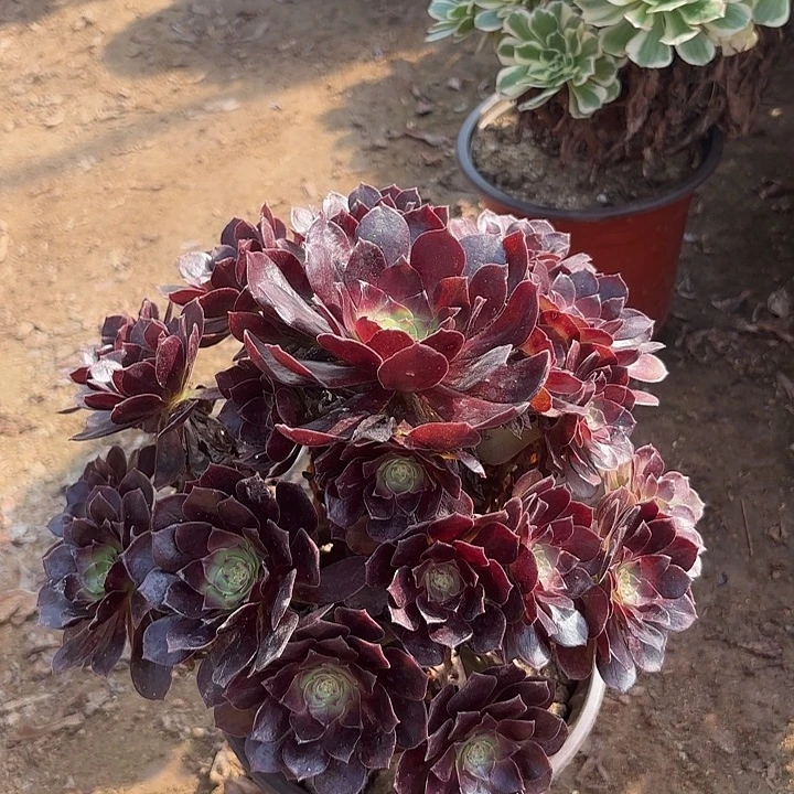 多肉植物黑寡夫20