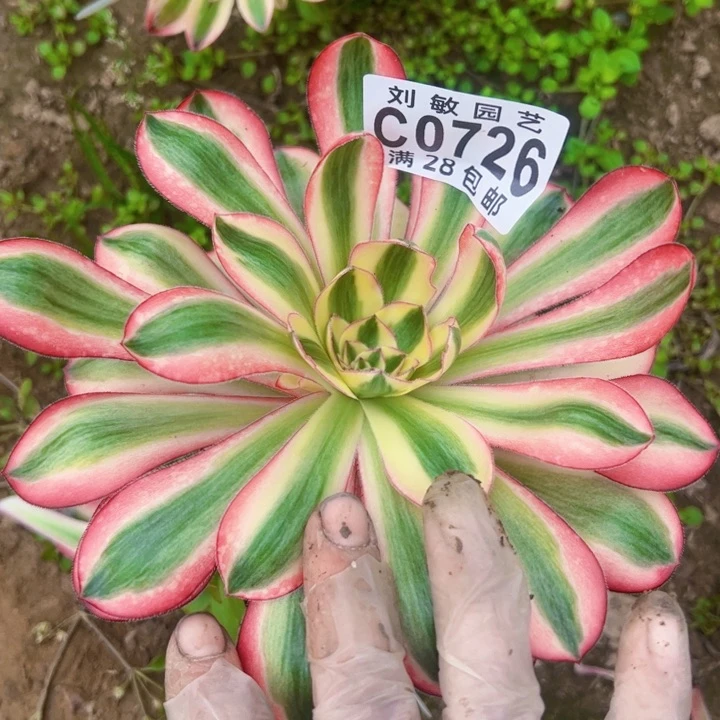 0726砍头有修测压多肉植物