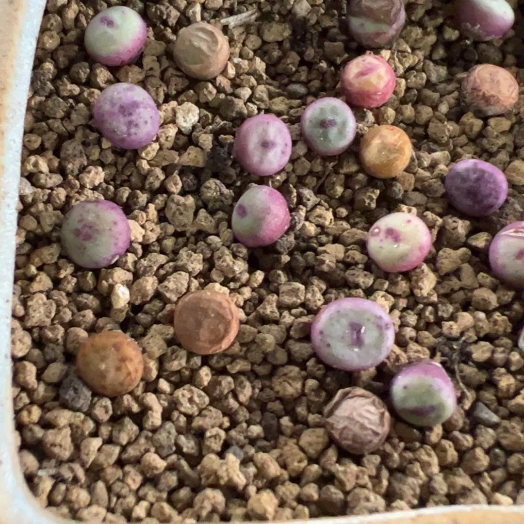 3-55量拍1380b小红嘴5颗。多肉