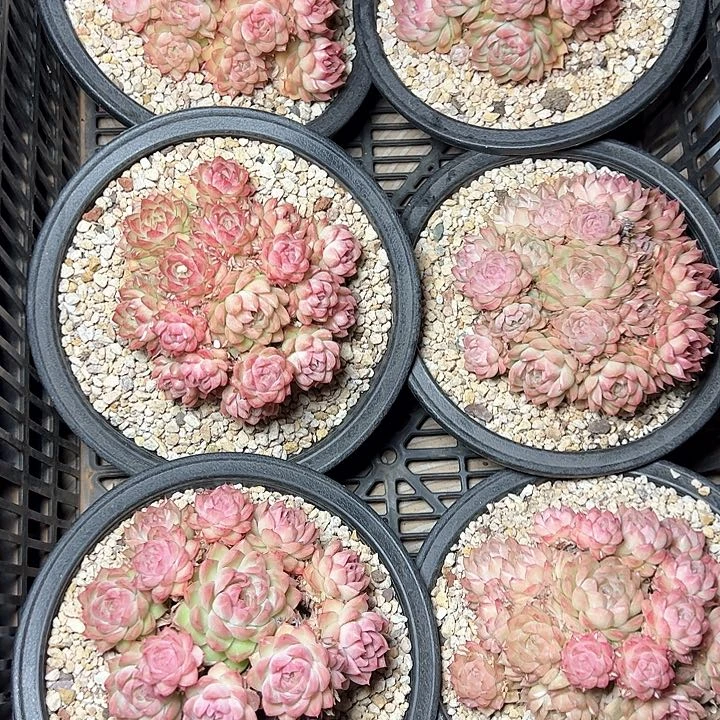 801/////////////////