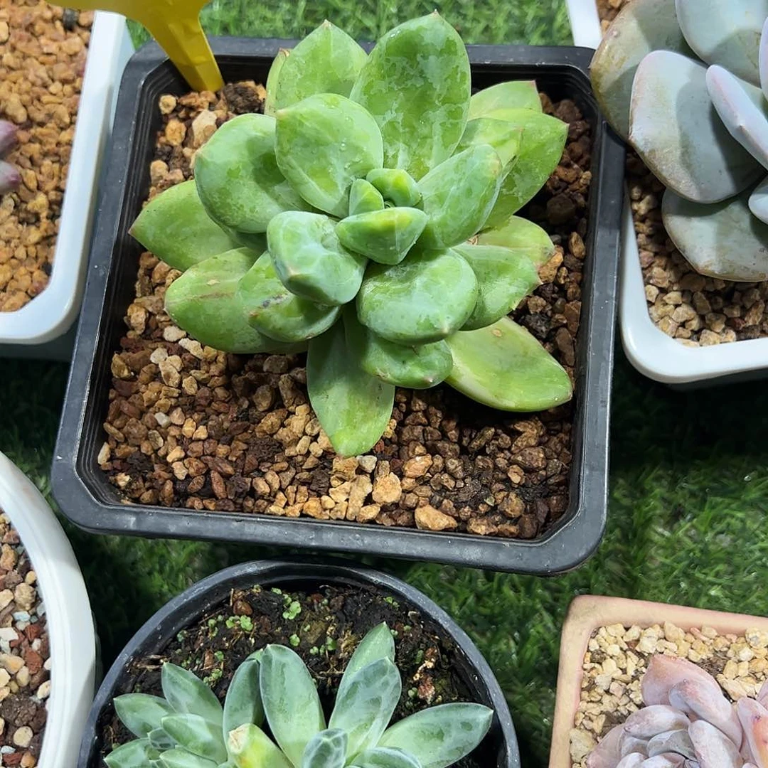 海洋之歌锦多肉植物