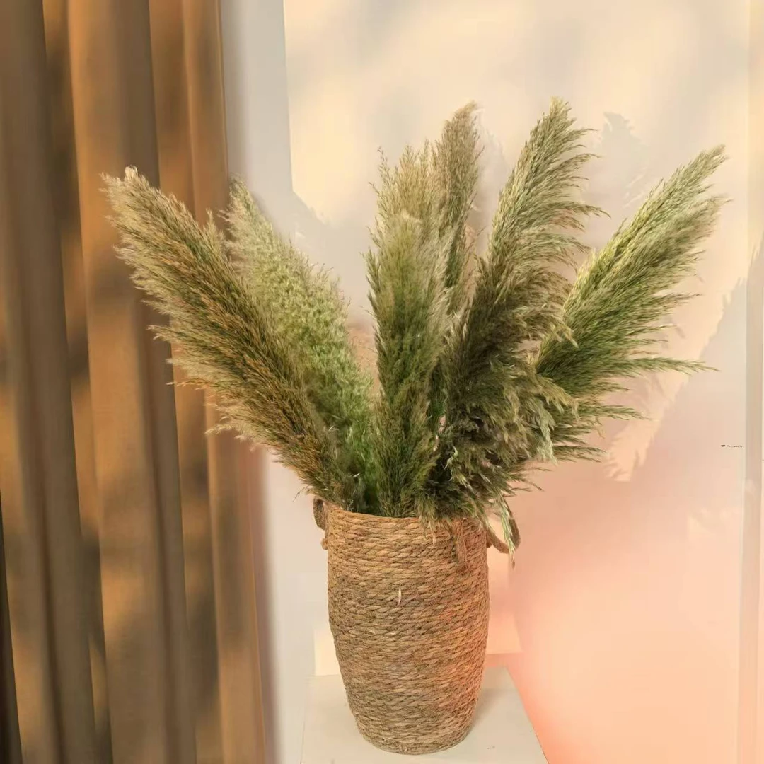 【绿色渐变蒲苇】小众高级家居渐变蒲苇永生花