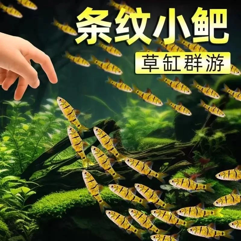 8.8米群游视频带货条纹小鲃