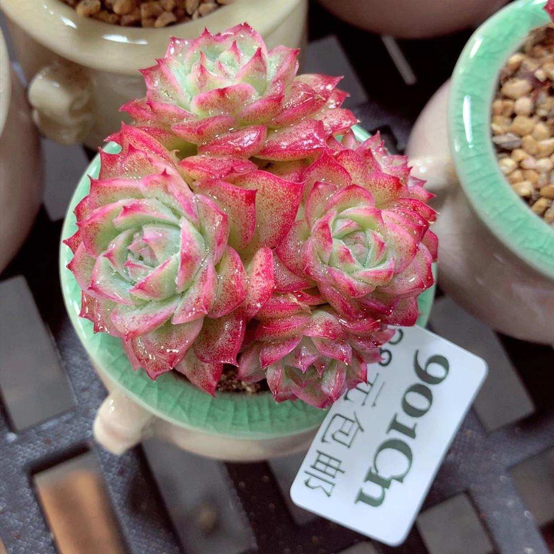 5厘米盆精控多肉901