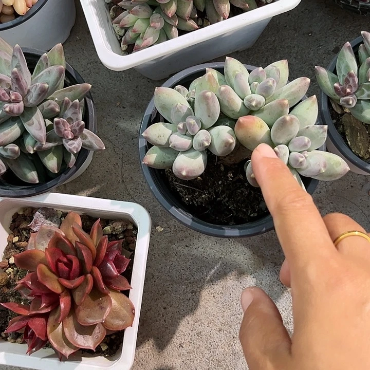 企鹅34566789977887月中旬