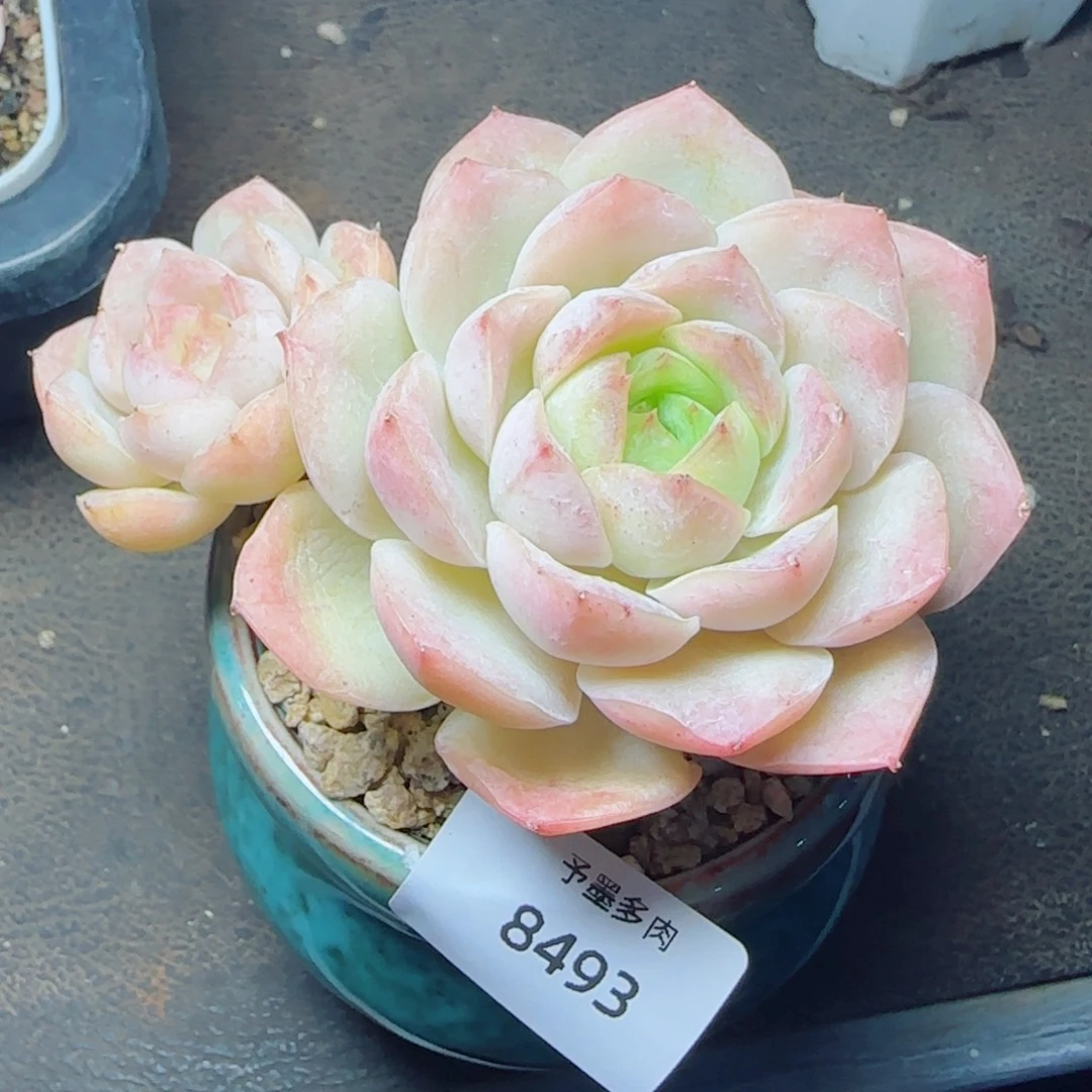 宝宝绿，8493多肉植物