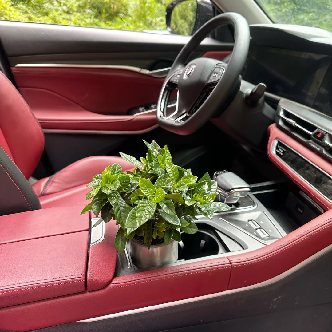 【中控水杯架】车载绿植盆栽易养护颜值绿清新自然净化空气美观摆件