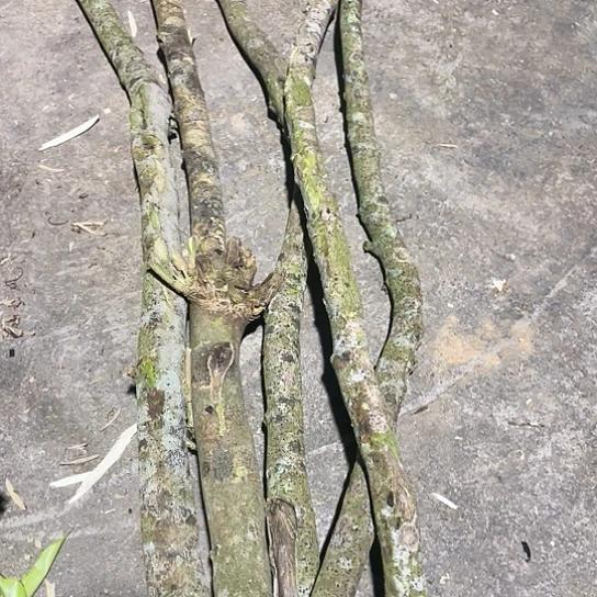 沉香沉香碎屑奇楠沉香原木料