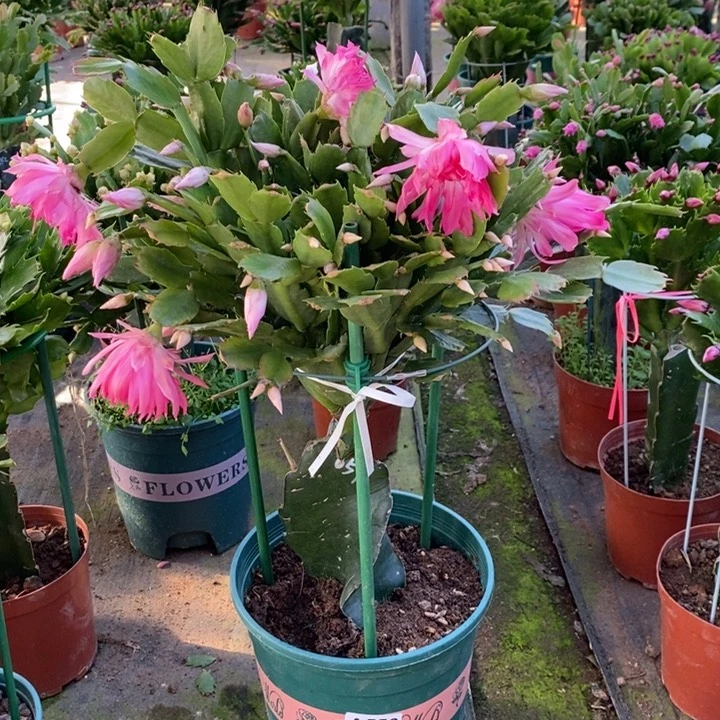 当前无花栽培后可以开花天**翼556嫁接057