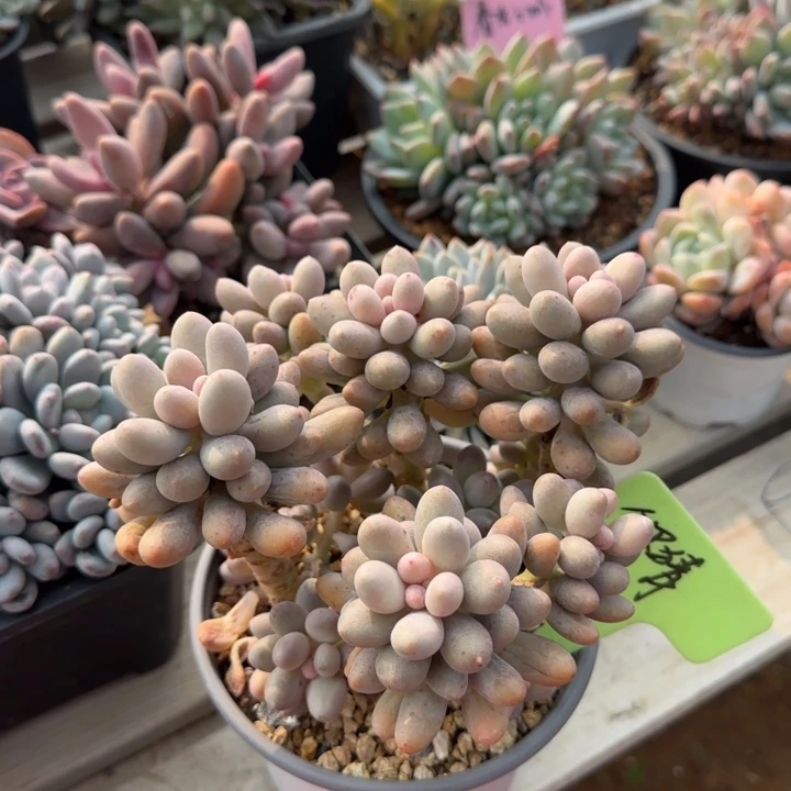 桃花奶酪老桩多肉五十包邮