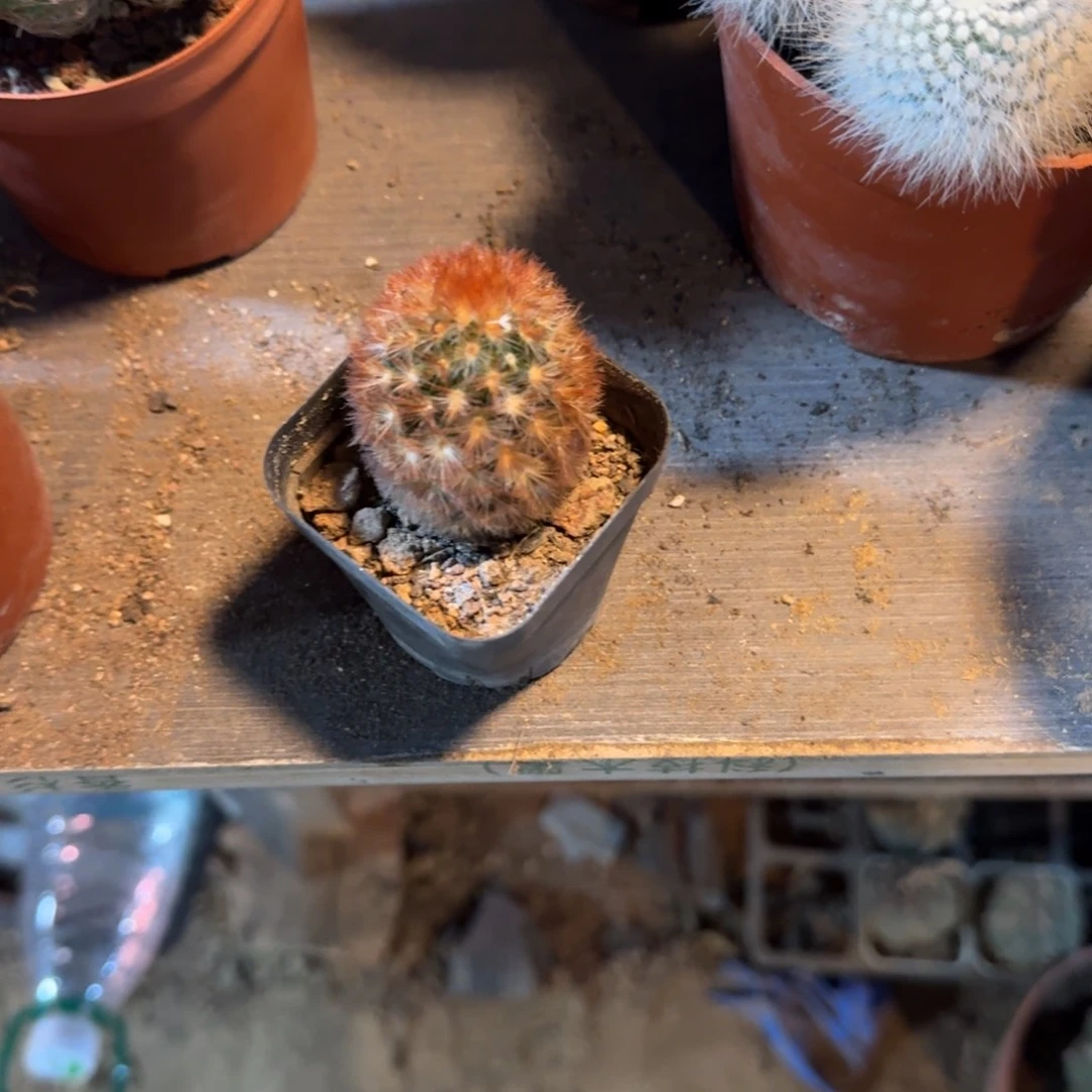 芋***啵可口可乐可口可乐