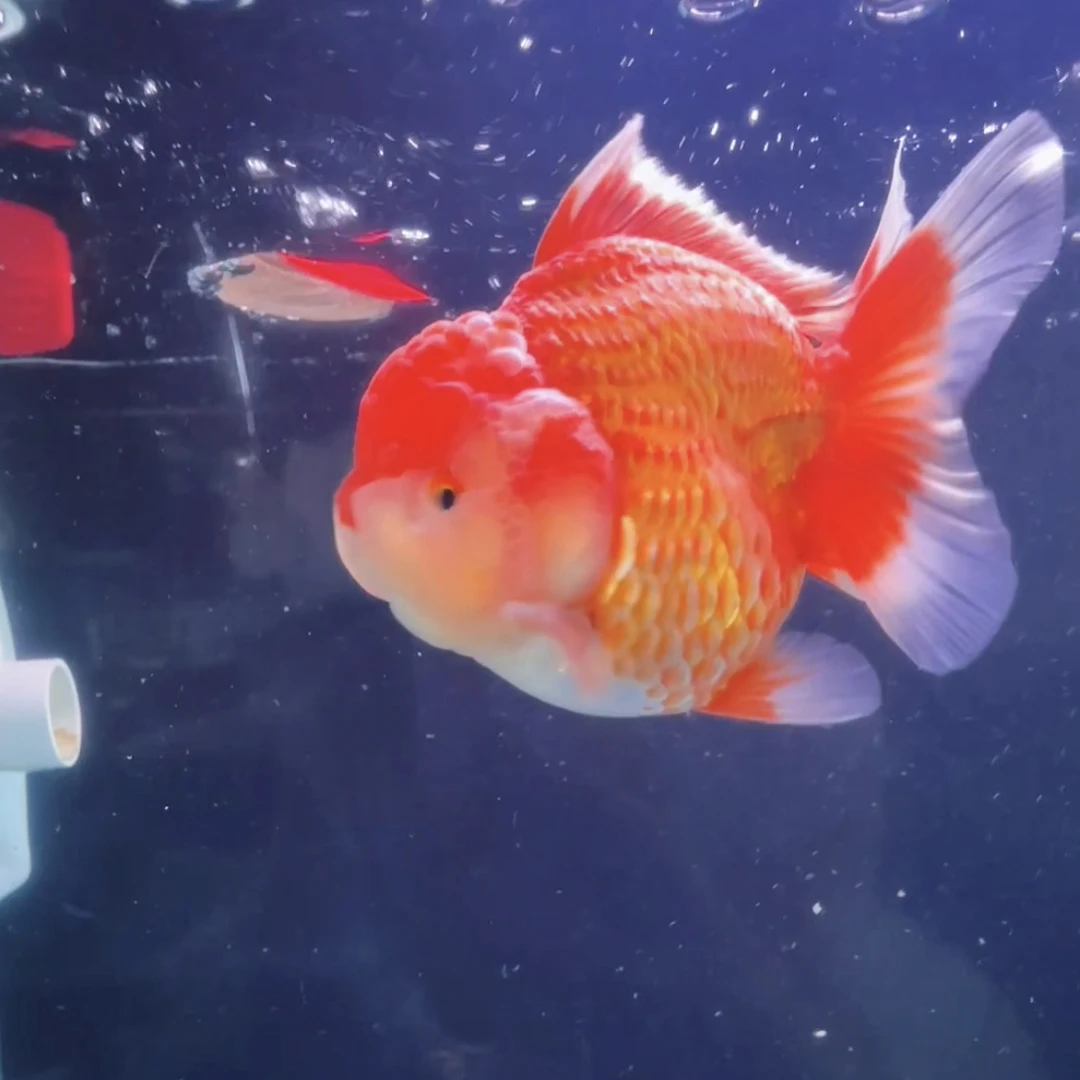 泰狮玛丽观赏鱼活体宠物（无开箱视频不售后金鱼）