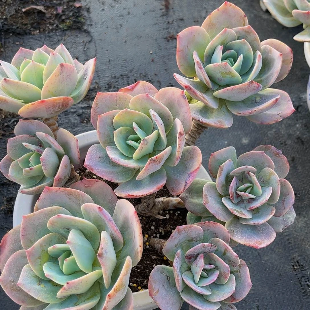 白凤16.8一物一拍