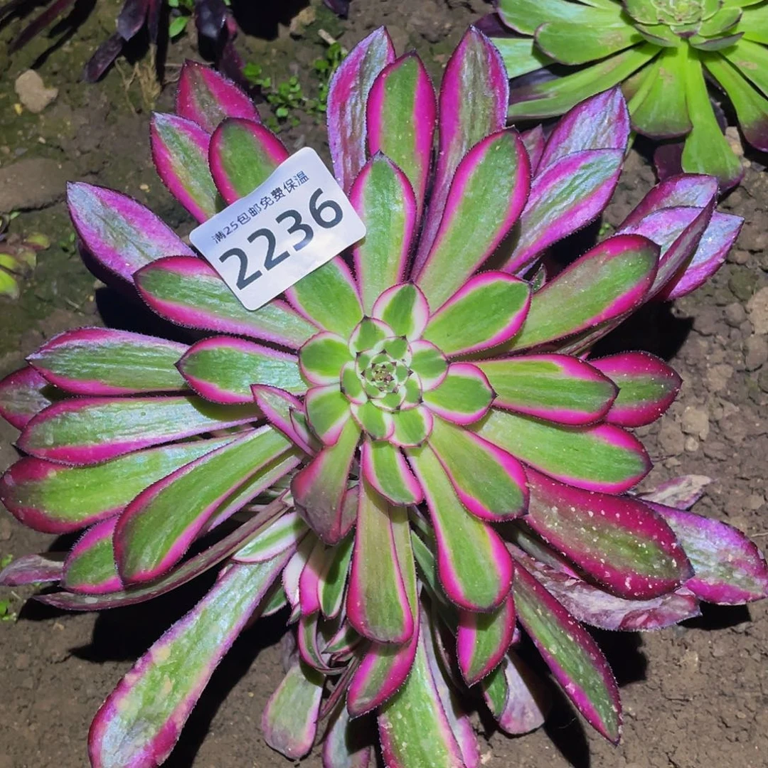 2236粉铜多肉植物