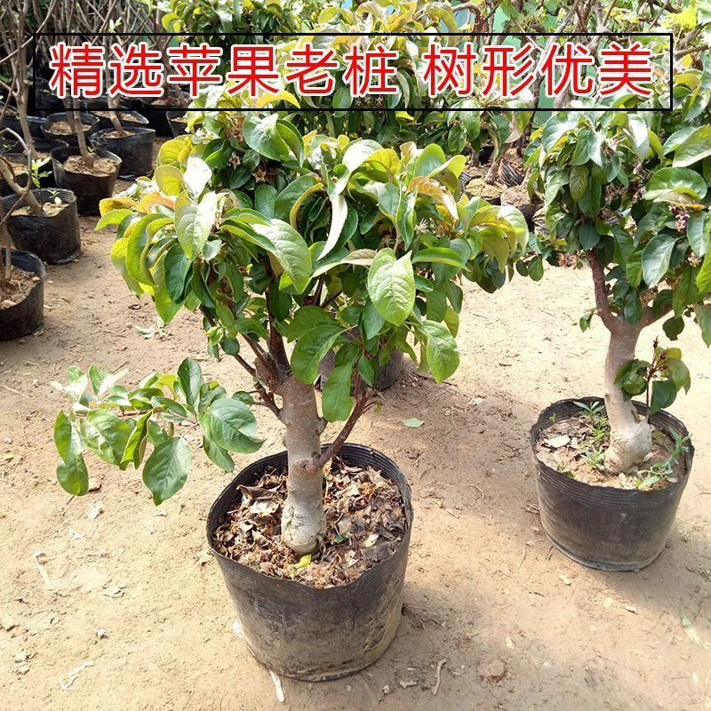 矮化老桩盆栽果树果苗适合南北方阳台室内庭院种植