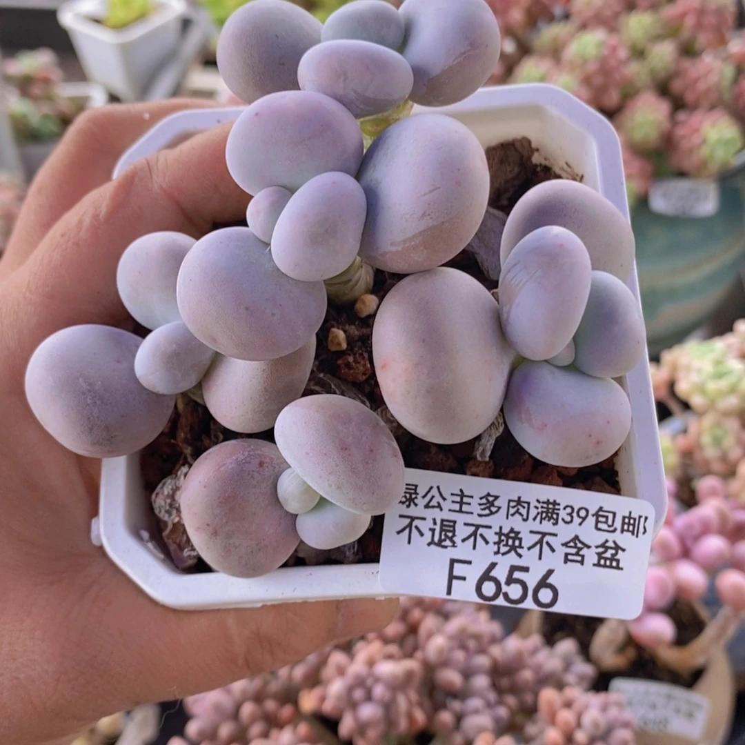 芭比奶洛8cm656多肉植物