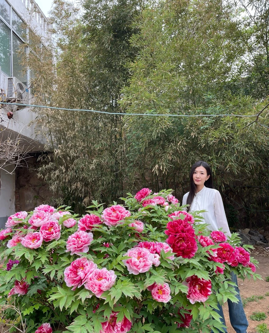 精品牡丹【限量50单】牡丹 地栽盆栽 国色天香 菏泽产地现挖现发