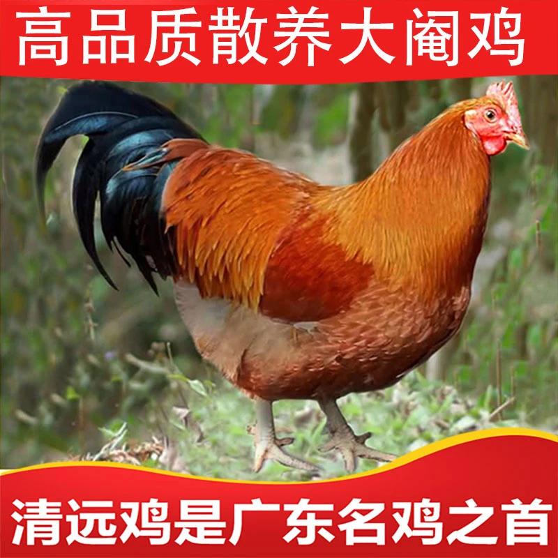 【平安精选】广宁山地放养土鸡大阉鸡.鸡煲汤香.味浓郁鲜甜