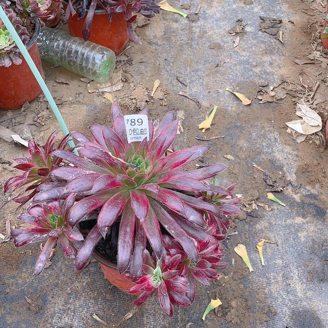 789孔雀锦多肉小损不包