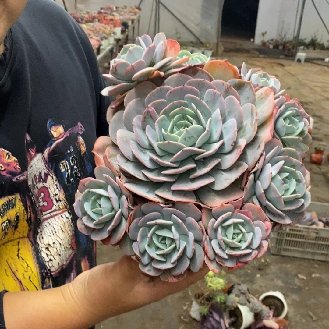 红粉台阁大单头带仔七头起发，250杯