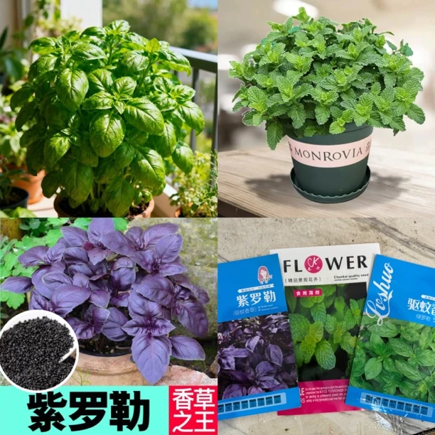 【新疆包邮】يالپۇز رەيھان ئۇرۇق食用薄荷罗勒籽 浓香阳台盆栽地栽