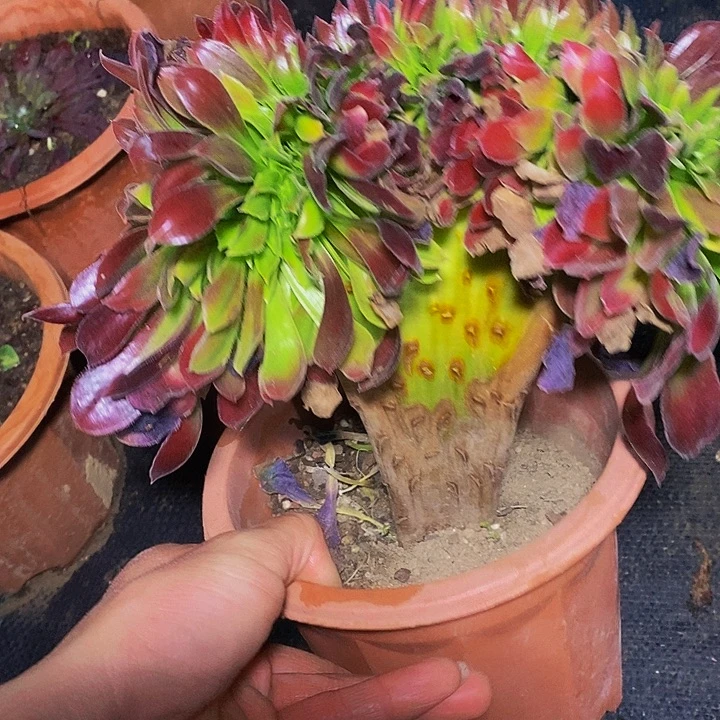 多肉植物保护研究所