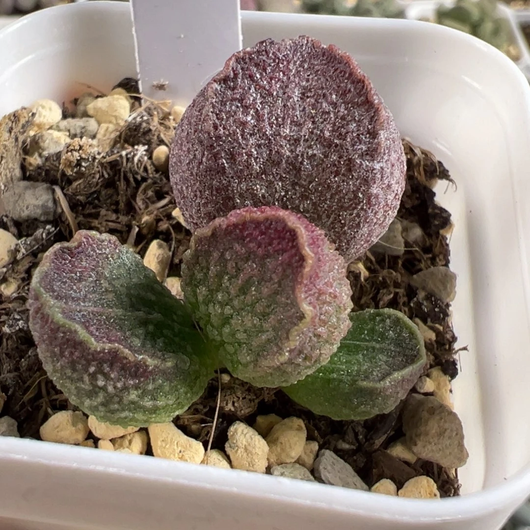 实生新品大苗多肉植物水泡多肉植物