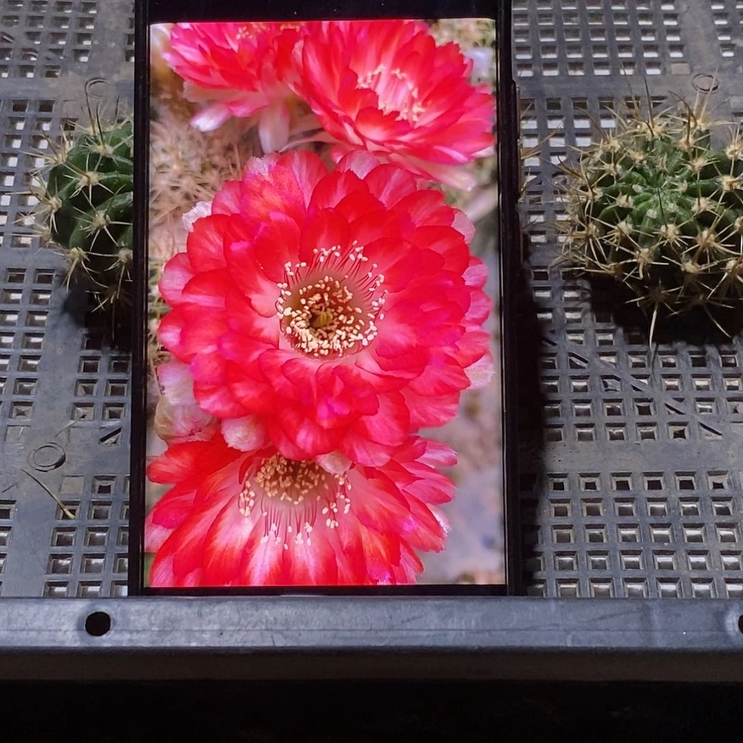 丽 世界小姐侧芽 歪 20包邮4公分