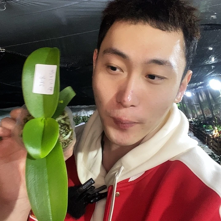 无花朵梦幻女郎蝴蝶兰