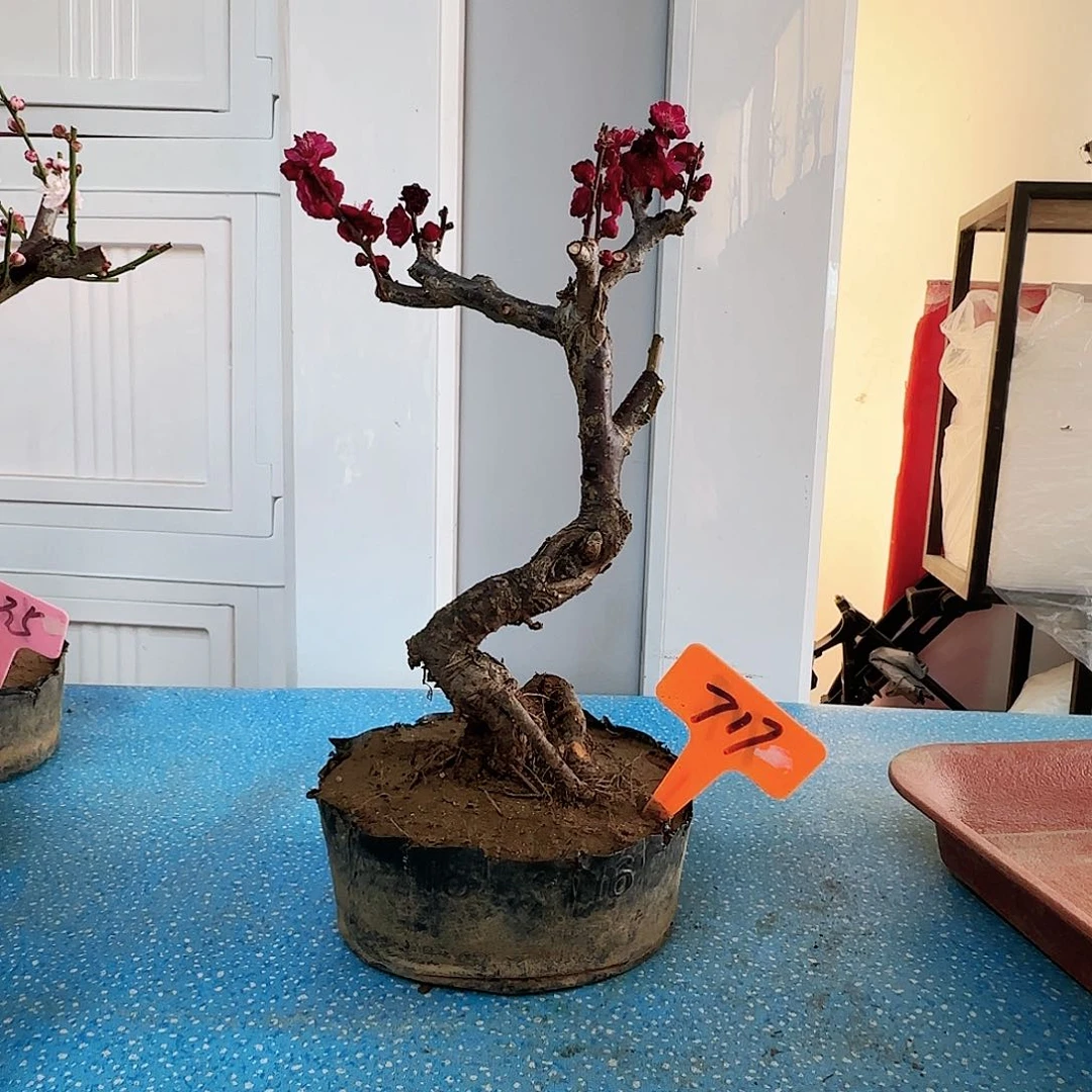 红陶1****米f g h n m l