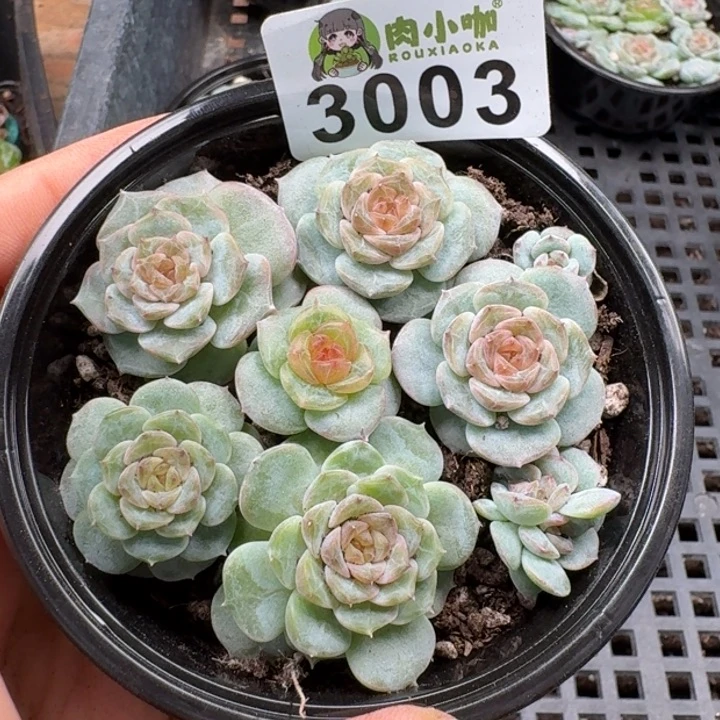 多肉植物多肉植物