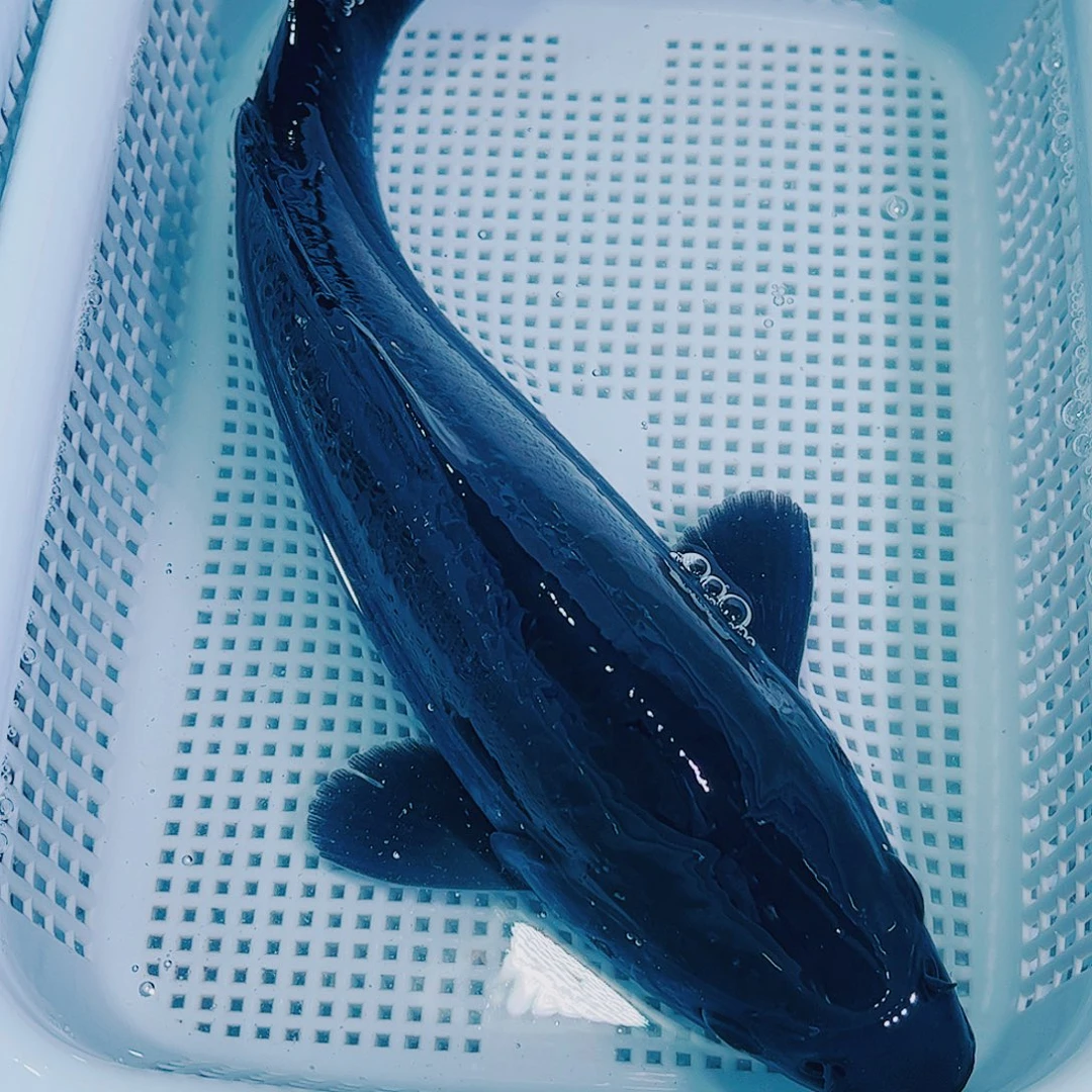 锦鲤锦鲤冷水鱼观赏