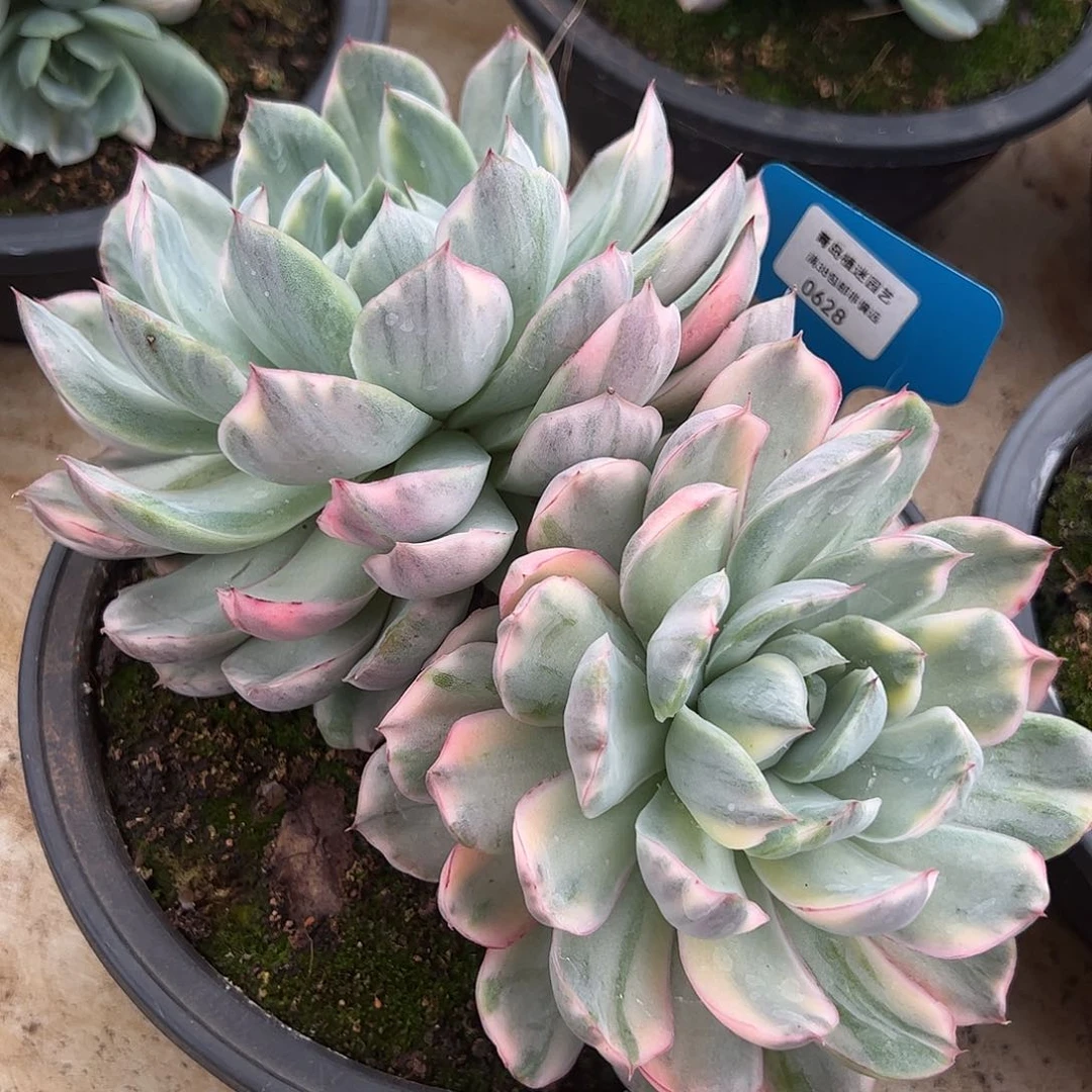 0628草莓蛋糕锦双头多肉植物20+