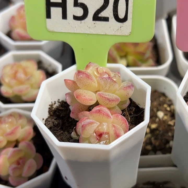 西****恶魔之泪群5cm多肉植物