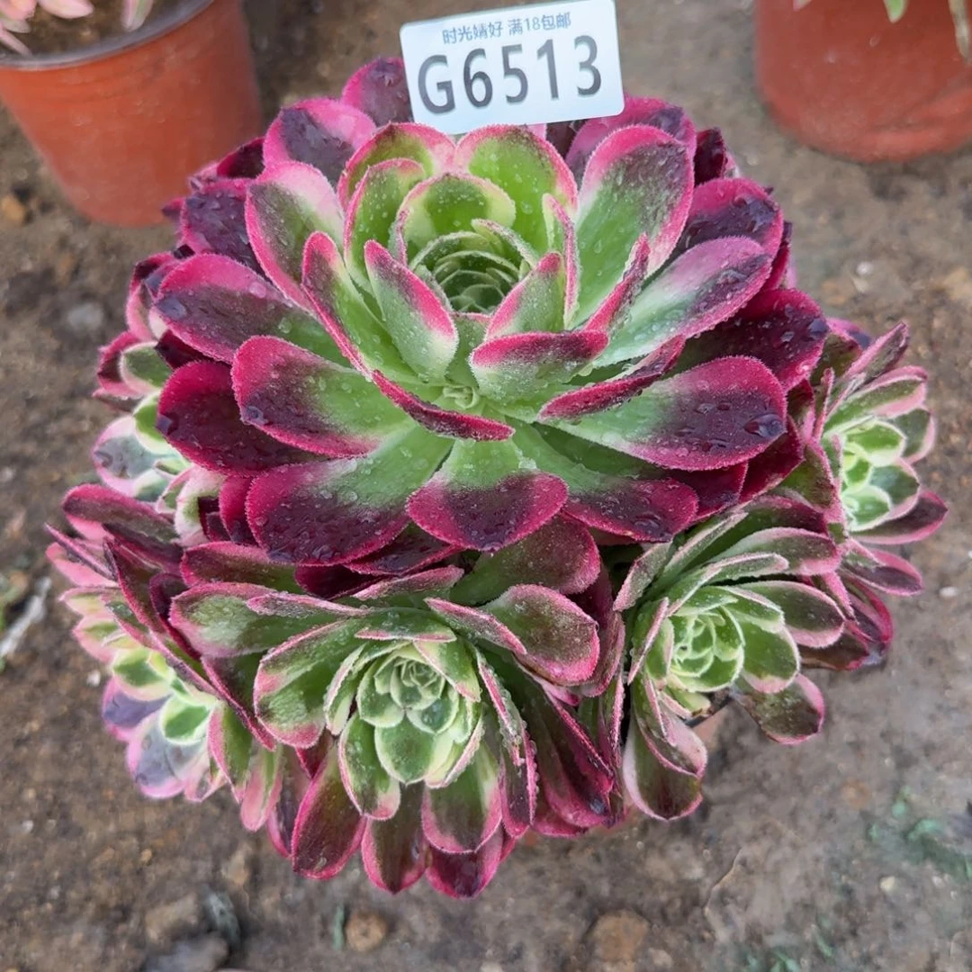 6513多肉植物多肉植物