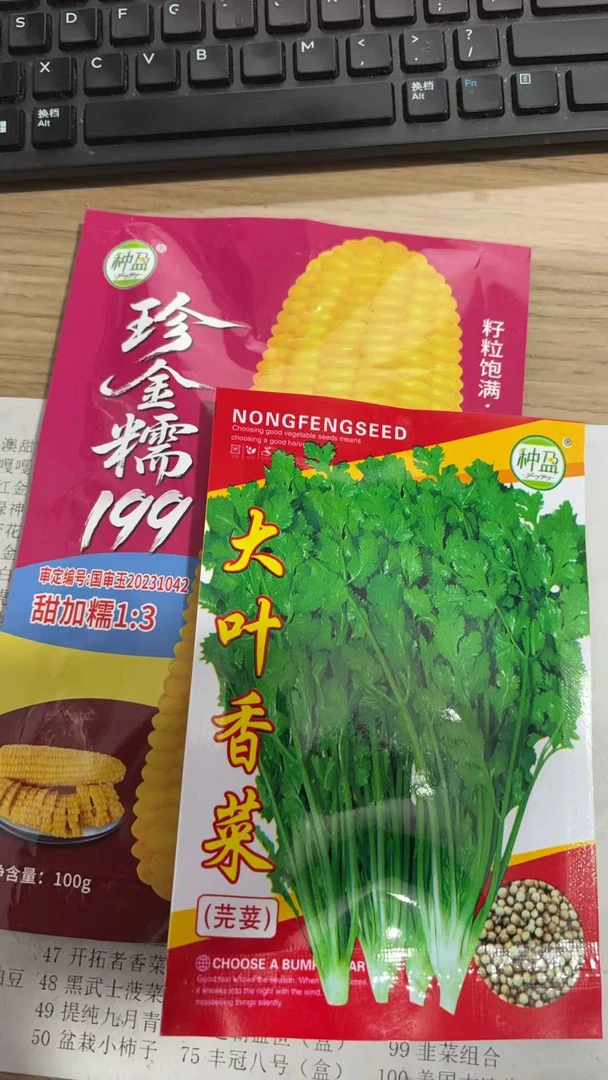 小菜园种植香菜加甜199和好吃