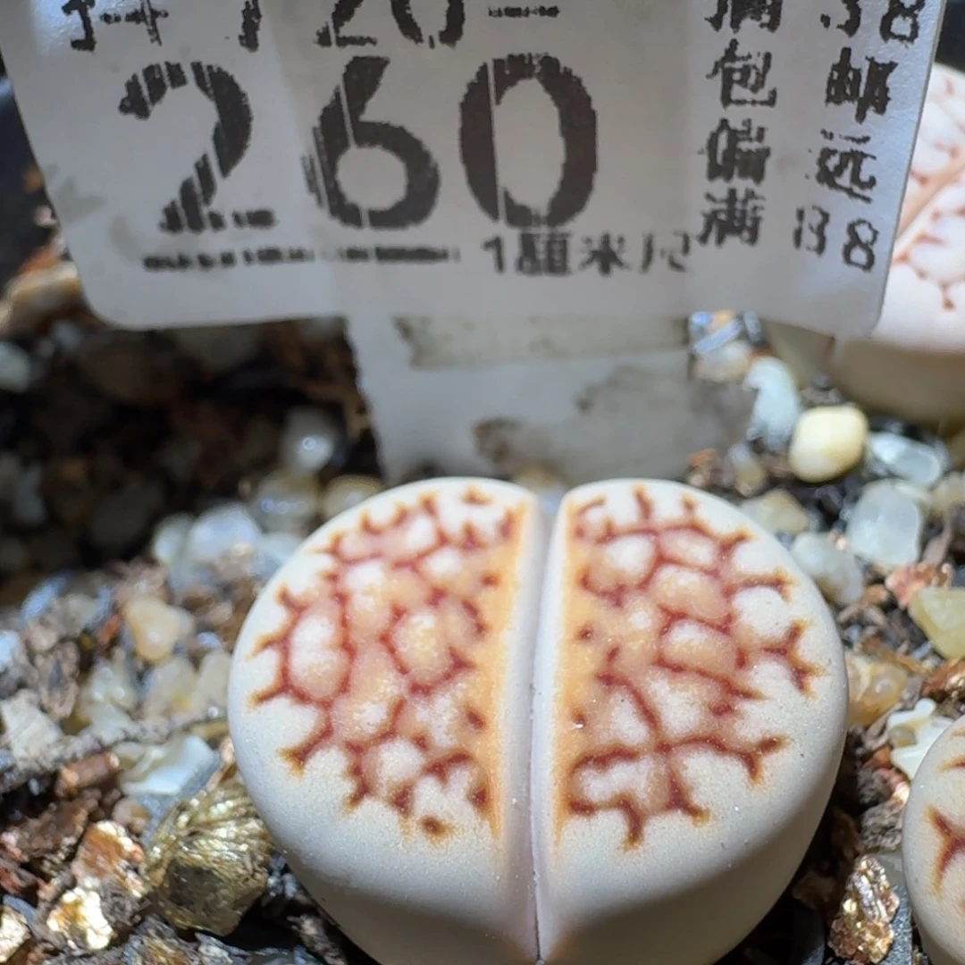 Sss精品清仓价260