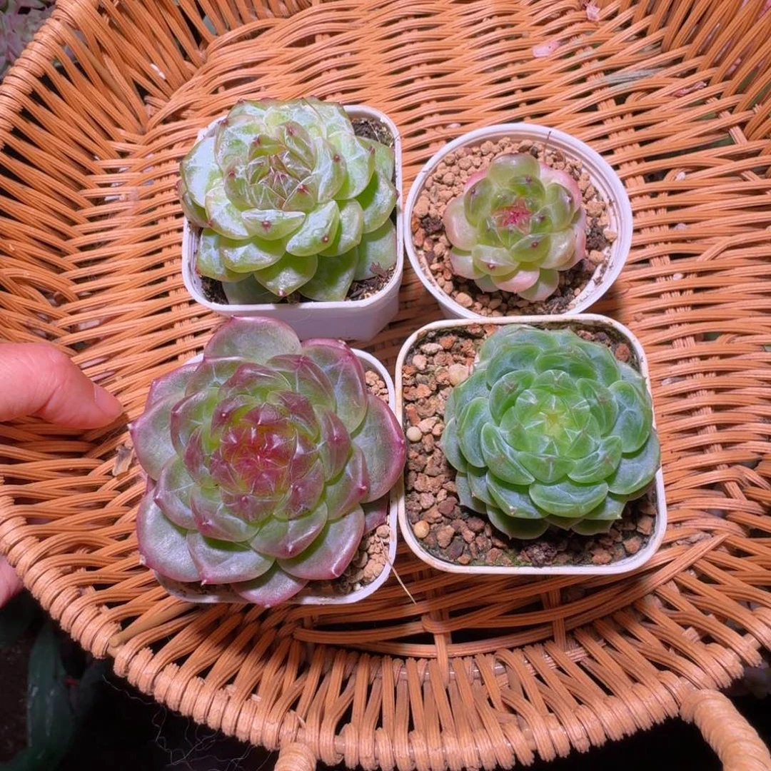 一组四颗珍妮哈哈哈哈哈