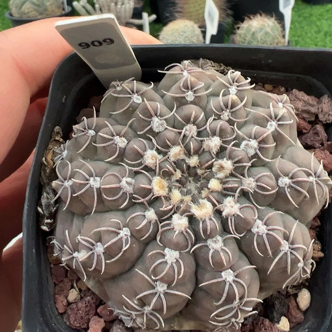 阿***Q909 白刺瑞昌玉实生满 39 包邮，非偏远地区