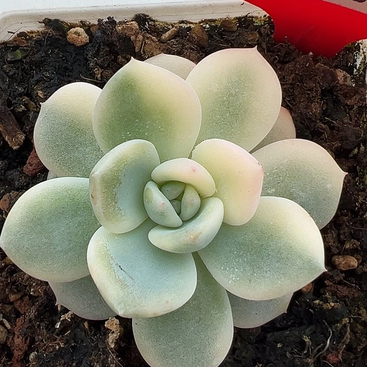 5031号橙梦露锦多肉