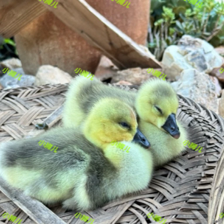 特大品种狮头宠物鸭e活体包邮到家