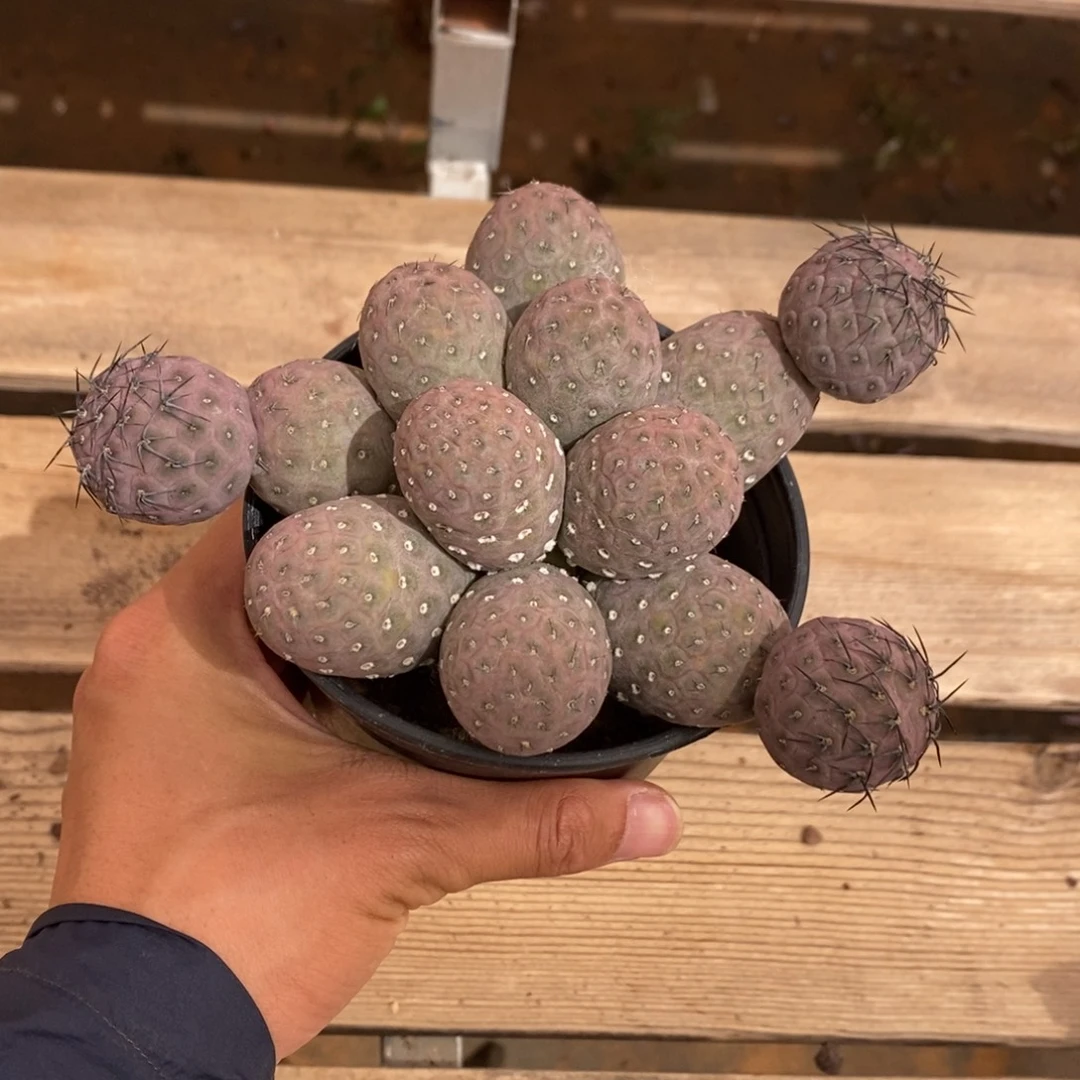 习志野多肉植物8367
