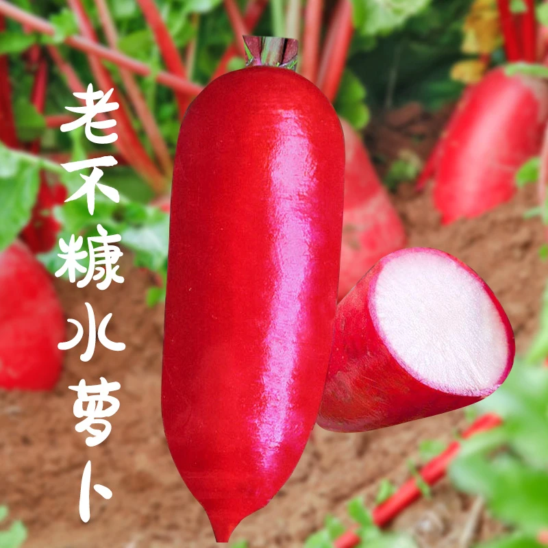 【满5包包邮】老不糠水萝卜种子种籽红皮水果罗卜籽种白心大全菜种