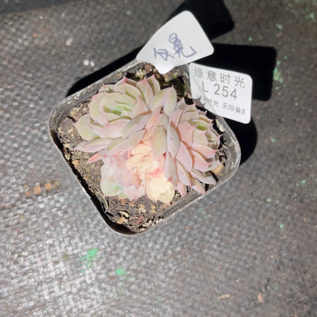 仪***q254 带陶瓷盆发货 一物一拍