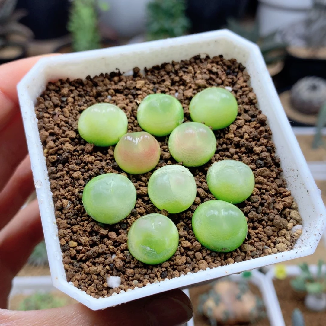 肉锥日系拉登一盆脱土1.3cm